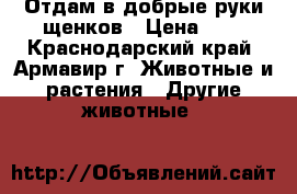 Отдам в добрые руки щенков › Цена ­ 1 - Краснодарский край, Армавир г. Животные и растения » Другие животные   